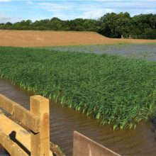 Reed beds at Saltburn mine water treatment scheme