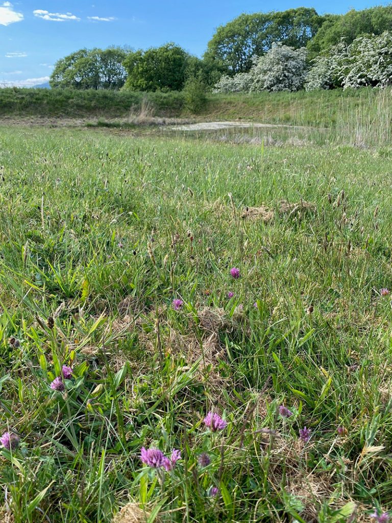 Grassland at Minto Mine Water Treatment Scheme