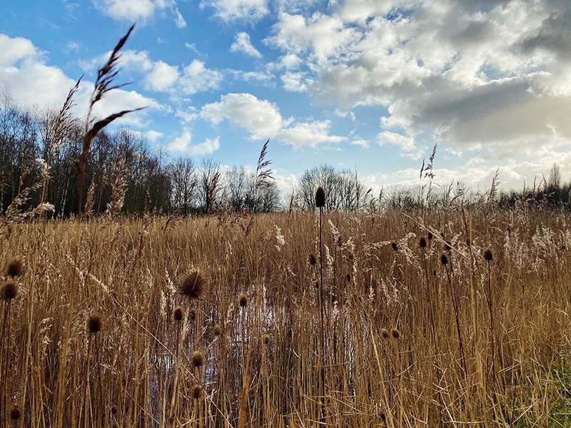 Reedbed at Fender Mine Water Treatment Scheme